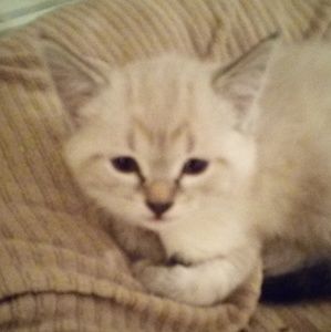 Meet your Posher, Jani